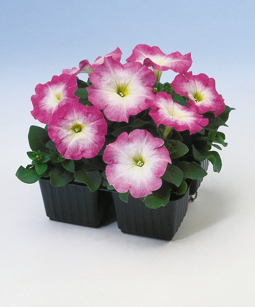 366.25 Petunia lambada mf F1 rose morn 2